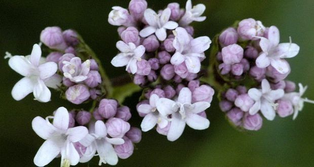 benefícios dos alimentos, chás emagrecedores, plantas medicinais