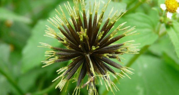 chás emagrecedores, plantas medicinais