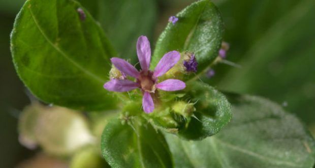 chás emagrecedores, o que engorda ou emagrece, plantas medicinais