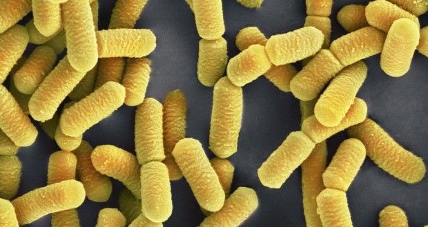 lactobacillus, o que engorda ou emagrece, probióticos