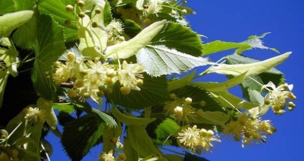 chás emagrecedores, plantas medicinais